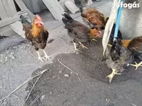 Chickens — รูปภาพ 3
