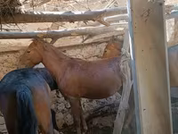 Cavalla, Cavalli — foto 3