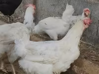 Chickens — foto 1