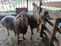 Vædder, Arashan sheep — foto 2