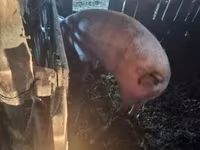 Babi hutan, Pigs — foto 4