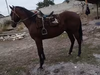 Hing, Thoroughbred horse — 2. fotó