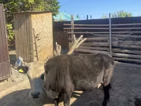 Lembu betina, Latvian Blue cattle — foto 3