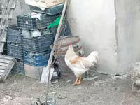Chickens — Foto 2