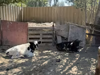 Krowa, Russian Black pied cattle — zdjęcie 3
