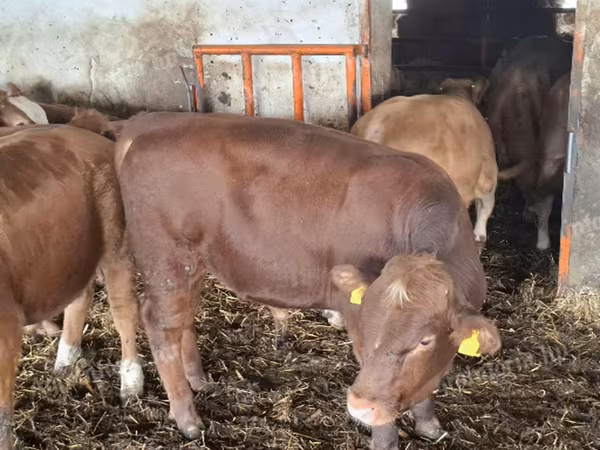 Buqa, Simmental cattle