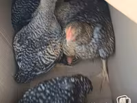 Chickens — foto 1