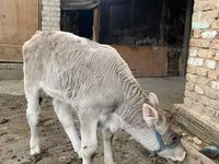 Бух, Swiss cattle — 2 зураг