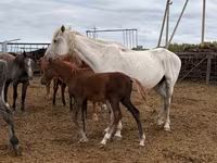 암말, Horse breed — 사진 2