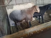 Beran, Hissar sheep — foto 8