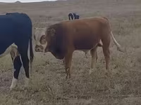 Touro, Simmental cattle — foto 2
