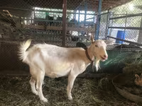 Buk, Saanen goat — foto 1