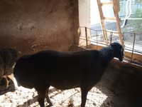 بھیڑ, بھیڑیں — تصویر 2