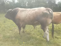 Lembu jantan, Partenaise cattle — foto 2