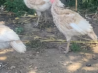 Turkeys — Foto 5
