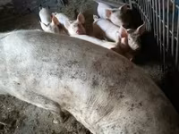 Babi betina, Крупная белая — foto 2