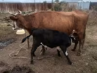 암소, Latvian Blue cattle — 사진 2