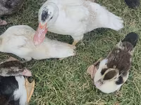 مسکوی خانگی — عکس 5