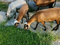 Schaf, Cameroon sheep — Foto 2