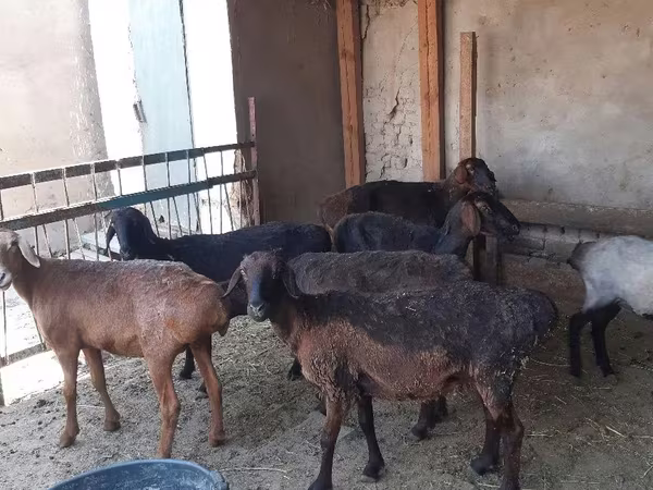 قوچ, گوسفند