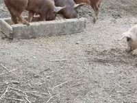 Babi hutan, Дюрок — foto 3