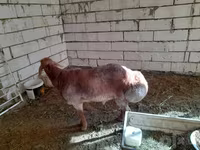 Қӯчқор, Arashan sheep — акс 7