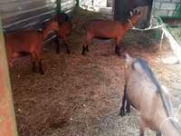 بز ماده, Alpine goat — عکس 2