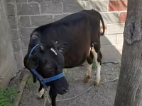 ላም, Holstein breed — ፎቶ 3
