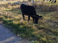 بقرة, Russian Black pied cattle — الصورة 2