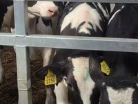 Byk, Simmental cattle — zdjęcie 7