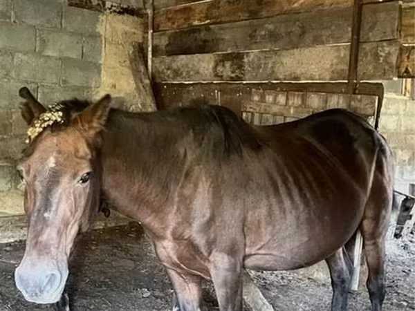 Merrie, Paarden