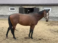 Kuda jantan, Thoroughbred horse — foto 8
