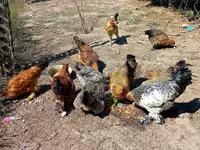 Chickens — عکس 2