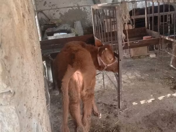 بقرة, الماشية