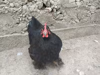 डर्बीशायर रेडकैप — फ़ोटो 2