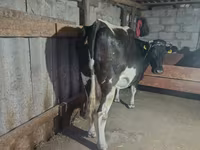 Vacă, Rasa Holstein — foto 2