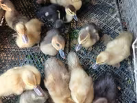Hausente — Foto 4