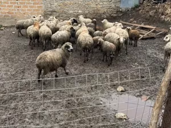 በግ, Sheep