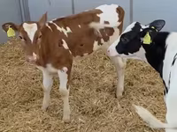 گاو ماده, Russian Black pied cattle — عکس 5
