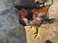 Chickens — foto 2