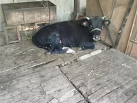 Lembu jantan, Cattle — foto 2