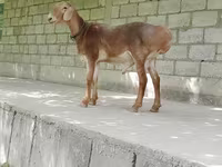 قوچ, Edilbay sheep — عکس 2