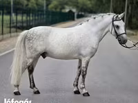اسب نر, Falabella — عکس 3