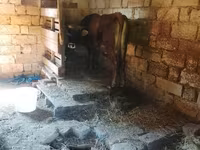 گاو ماده, گاو — عکس 1