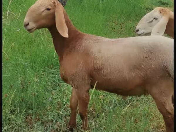 Ram, Arashan sheep — Kyrgyzstan