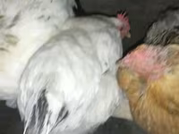 Chickens — foto 7