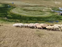 Хонь, Balbas sheep — 8 зураг