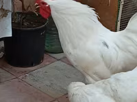 Australorp — sawirka 5