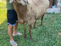 میش, Hissar sheep — عکس 1