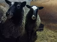 Sheep, Romanov sheep — photo 6